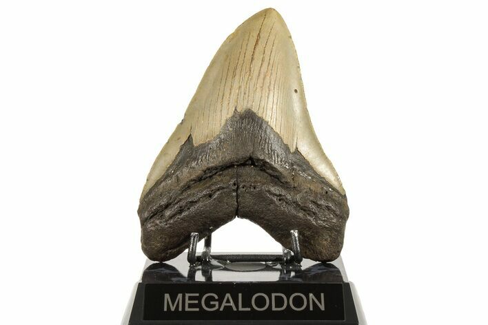 Fossil Megalodon Tooth - North Carolina #192489